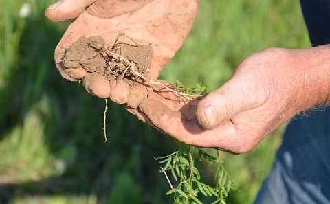 Growing Nitrogen: Plants like this vetch plant with long roots can produce lots of nitrogen once they become established.