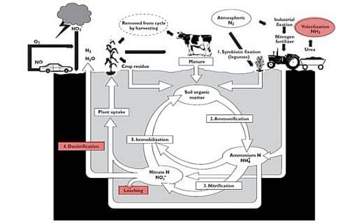 Nitrogen Cycle Nitrogen Cycle