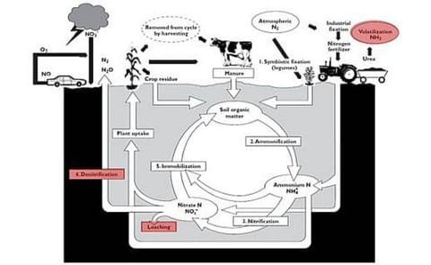 Nitrogen Cycle Nitrogen Cycle
