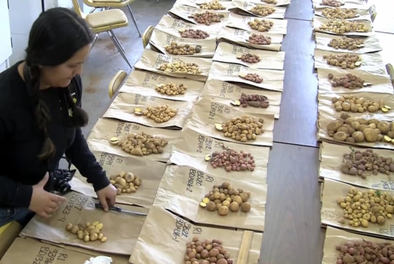 In this NMSU 'Eye on Research' video Stephanie Walker explains how she planted several hundred breeding lines in Las Cruces and Los Lunas and helped whittle that number down to 150 in 2016
In this NMSU 'Eye on Research' video Stephanie Walker explains how she planted several hundred breeding lines in Las Cruces and Los Lunas and helped whittle that number down to 150 in 2016