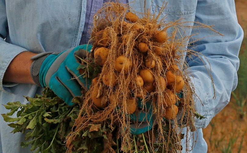Stephanie Walker displays one of the papa criolla type potato plants during harvest of a trial plot in Los Lunas on June 30. Stephanie Walker displays one of the papa criolla type potato plants during harvest of a trial plot in Los Lunas on June 30.