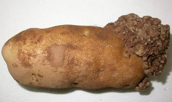 No more potato wart found in 2 P.E.I. fields