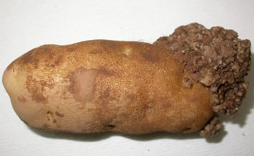Potato wart poses no risk to humans or food safety, but it can be a serious disease for the infected potatoes, which become disfigured. (Courtesy: CFIA)