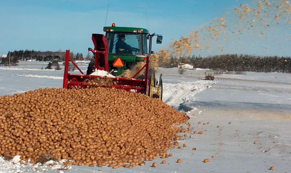 Prohibición de las exportaciones de P.E.I. El envío de patatas a Estados Unidos en 2021 provocó la destrucción de cientos de millones de libras de patatas. (Cortesía: Mary Kay Sonier/PEI Potato Board)