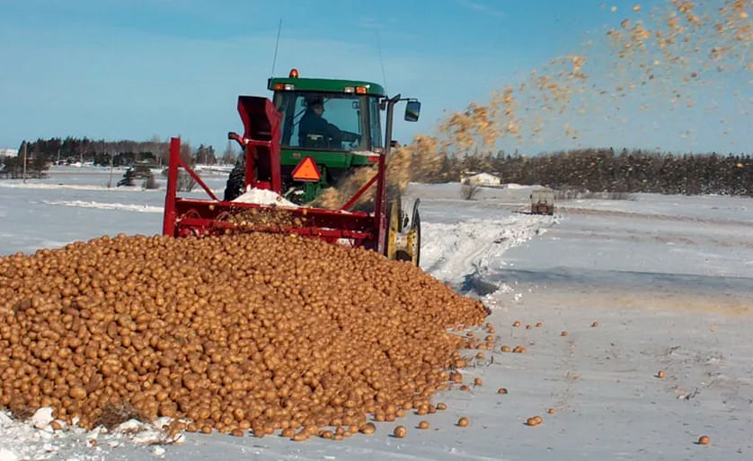 A ban on exports of P.E.I. potatoes to the U.S. last fall led to the destruction of hundreds of millions of pounds of potatoes. (Courtesy: Mary Kay Sonier/PEI Potato Board)