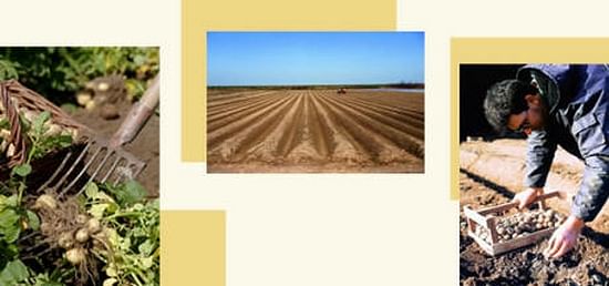Noirmoutier, the only place where La Bonnote is grown Noirmoutier, the only place where La Bonnote is grown