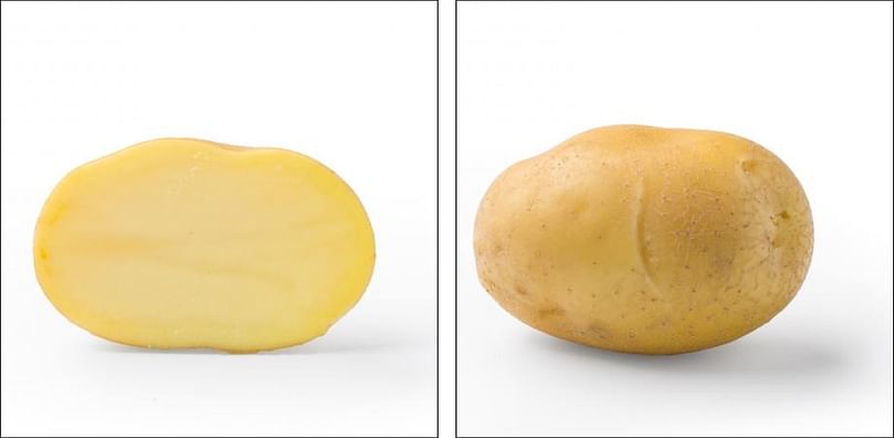 Norika's Ikarus is an early variety with strong resistance to Ro1 nematode and pathotype 1 wart disease. Norika's Ikarus is an early variety with strong resistance to Ro1 nematode and pathotype 1 wart disease.