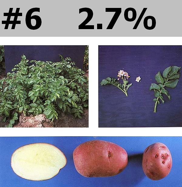 Red potatoes: varieties, growing & cooking - Plantura