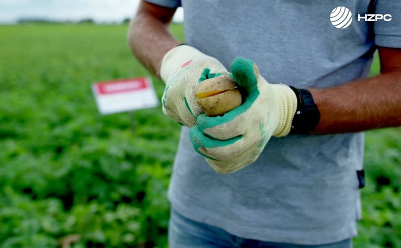 Norman – a high-yielding crisping potato with strong PCN and wart resistance, smooth yellow tubers, high dry matter, and excellent storage performance.