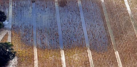 Fate North Carolina Sweet Potato Crop after Florence still a question mark