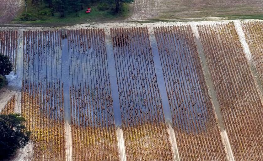 An aerial view of a tobacco field in North Carolina after hurricane Florence. Any sweet potatoes that have been submerged for days will not be harvested.