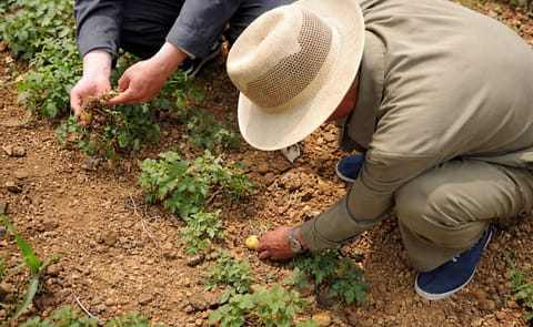 It is a particularly unsuccessful year for North Korean agriculture. An inside source in North Korea has reported that torrential rains have affected the potato harvest in Unheung and Daehongdan in Ryanggang Province. It is a particularly unsuccessful year for North Korean agriculture. An inside source in North Korea has reported that torrential rains have affected the potato harvest in Unheung and Daehongdan in Ryanggang Province.