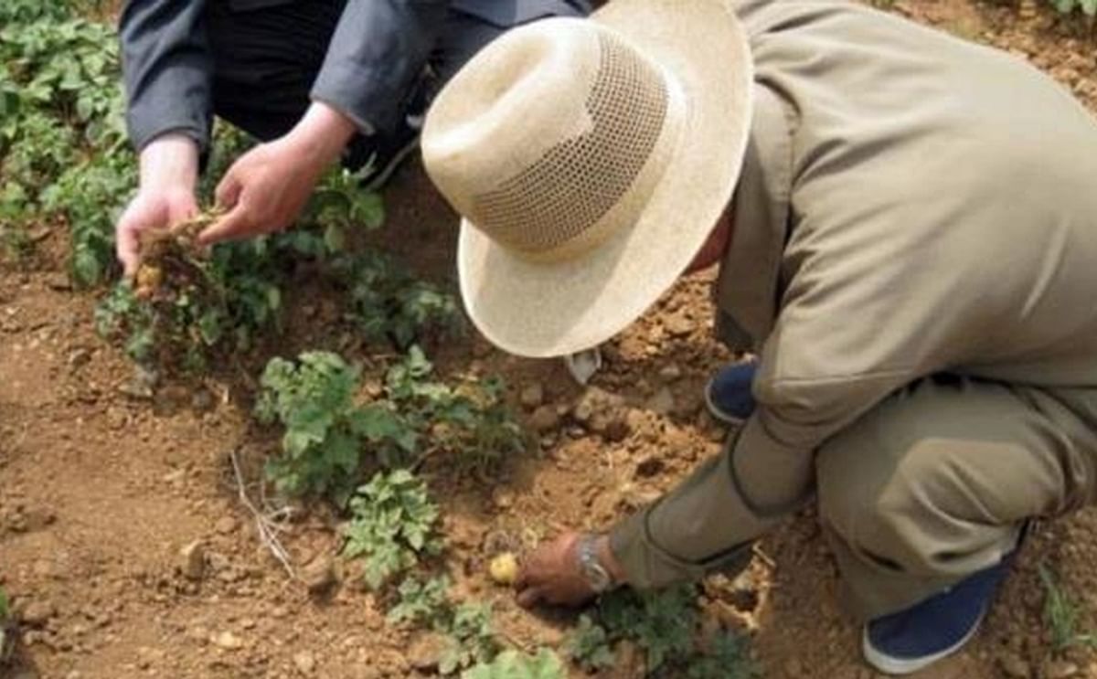 Bad potato harvest in North Korea Bad potato harvest in North Korea