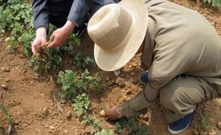 It is a particularly unsuccessful year for North Korean agriculture. An inside source in North Korea has reported that torrential rains have affected the potato harvest in Unheung and Daehongdan in Ryanggang Province.