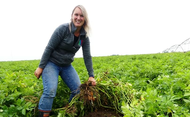 Alison Davie, who owns North Paddock Farms in Taber, Alta. said her potato harvest went pretty well, despite hot temperatures at her farm. (Courtesy: Alison Davie) Alison Davie, who owns North Paddock Farms in Taber, Alta. said her potato harvest went pretty well, despite hot temperatures at her farm. (Courtesy: Alison Davie)