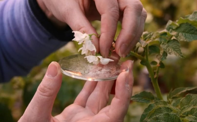 A scientist pollinates a potato flower that will produce a small potato from which true potato seed can be extracted. A scientist pollinates a potato flower that will produce a small potato from which true potato seed can be extracted.