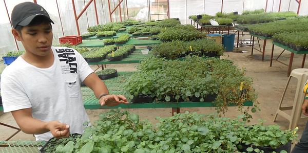 New potato varieties available for farmers in Cordillera, Phillipines
