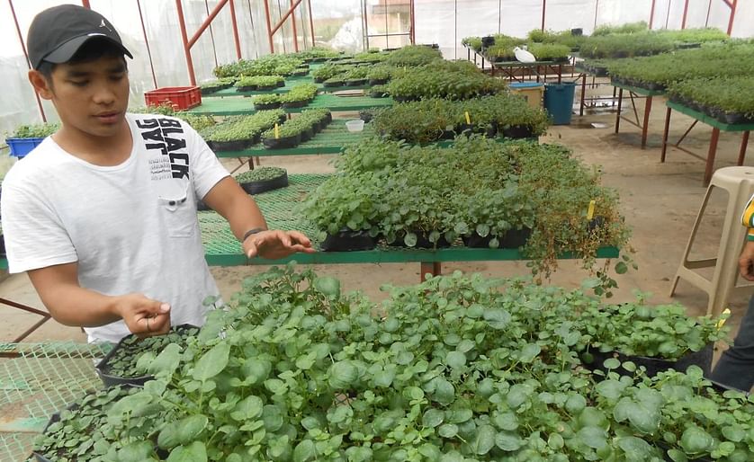 The Northern Philippines Root Crops Research And Training Center based at the Benguet State University in La Trinidad is supporting potato farmers in the Condillera region by providing them with disease-free planting material - resulting in better yields 