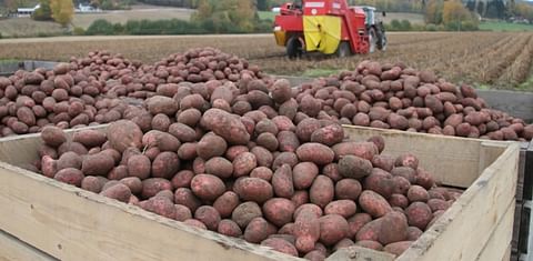 Norway: excess table potatoes processed into starch