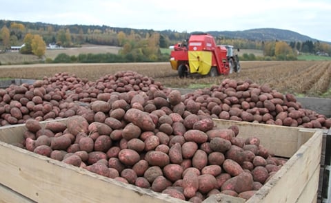 Norway: excess table potatoes processed into starch Norway: excess table potatoes processed into starch