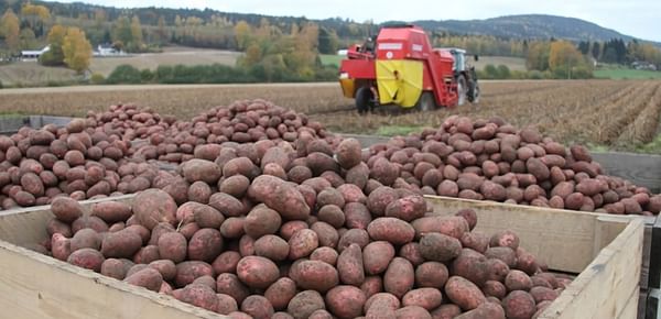 Norway: excess table potatoes processed into starch