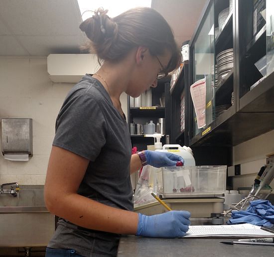 Adrienne Gorny working in the lab Adrienne Gorny working in the lab