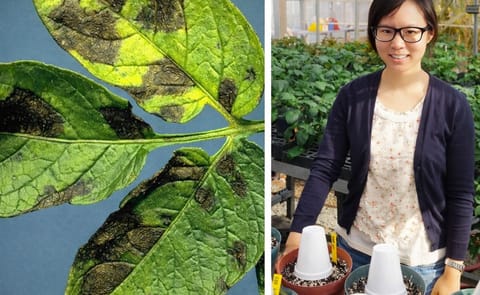 Shunping Ding (right) was awarded NPC's 2015-16 Academic Scholarship. Her current research focus at the University of Wisconsin-Madison is on enhancing control of potato early blight (left). Shunping Ding (right) was awarded NPC's 2015-16 Academic Scholarship. Her current research focus at the University of Wisconsin-Madison is on enhancing control of potato early blight (left).