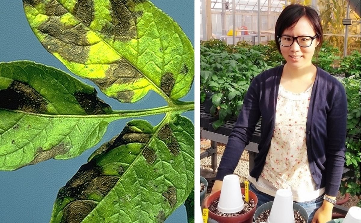 National Potato Council to offer Scholarship for Graduate Student Advancing the Potato Industry National Potato Council to offer Scholarship for Graduate Student Advancing the Potato Industry