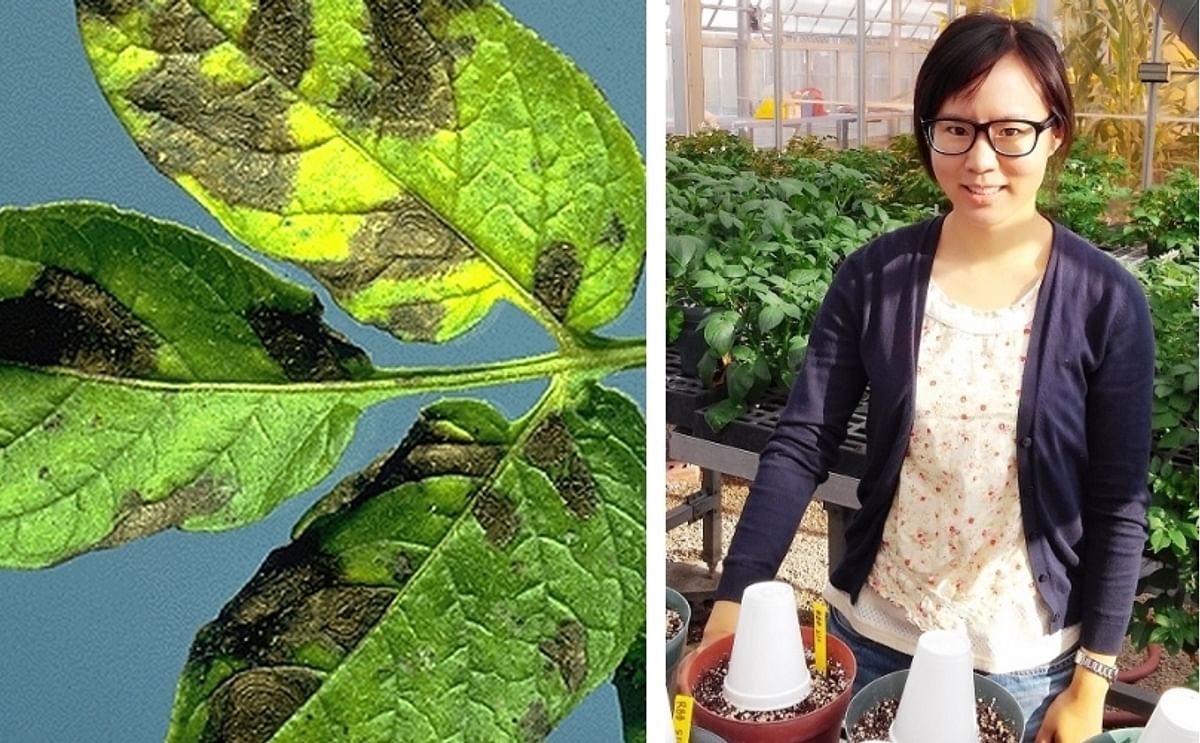 Shunping Ding (right) was awarded NPC's 2015-16 Academic Scholarship. Her research focus at the University of Wisconsin-Madison is on enhancing control of potato early blight (left).