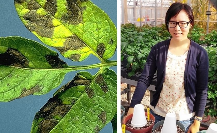 Shunping Ding (right) was awarded NPC's 2015-16 Academic Scholarship. Her research focus at the University of Wisconsin-Madison is on enhancing control of potato early blight (left).