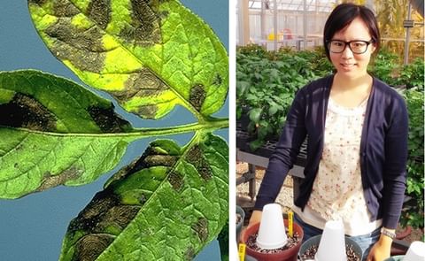 Shunping Ding (right) was awarded NPC's 2015-16 Academic Scholarship. Her current research focus at the University of Wisconsin-Madison is on enhancing control of potato early blight (left). Shunping Ding (right) was awarded NPC's 2015-16 Academic Scholarship. Her current research focus at the University of Wisconsin-Madison is on enhancing control of potato early blight (left).