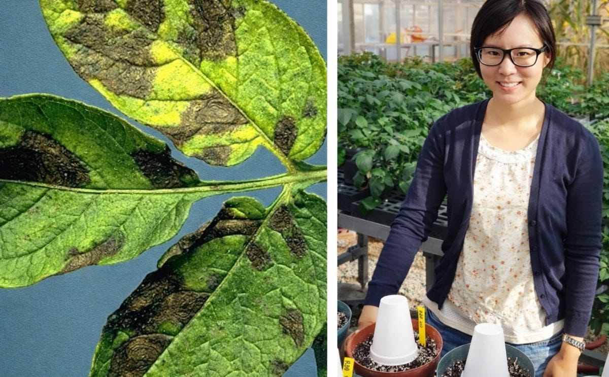 National Potato Council to offer Scholarship for Graduate Student Advancing the Potato Industry National Potato Council to offer Scholarship for Graduate Student Advancing the Potato Industry