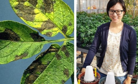 Shunping Ding (right) was awarded NPC's 2015-16 Academic Scholarship. Her research focus at the University of Wisconsin-Madison is on enhancing control of potato early blight (left). Shunping Ding (right) was awarded NPC's 2015-16 Academic Scholarship. Her research focus at the University of Wisconsin-Madison is on enhancing control of potato early blight (left).