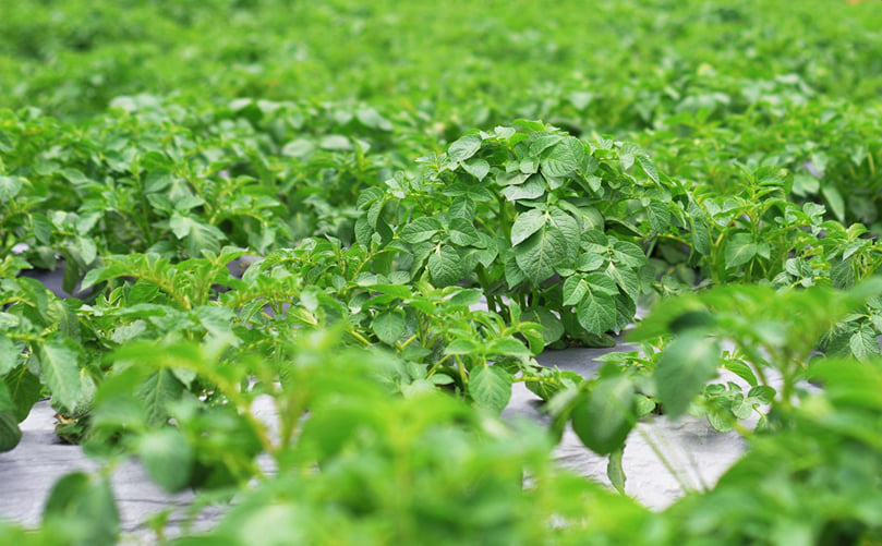 Healthy Potato Canopy Under Balanced NPK Nutrition Healthy Potato Canopy Under Balanced NPK Nutrition