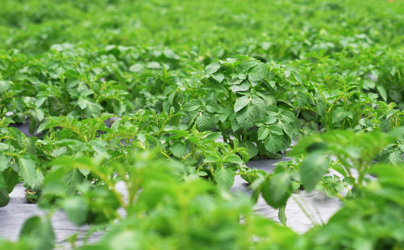 Healthy Potato Canopy Under Balanced NPK Nutrition