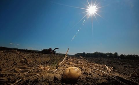 De pieper heeft het zwaar. Nederlanders zijn in vijf jaar tijd bijna 20 procent minder aardappels gaan eten. De pieper heeft het zwaar. Nederlanders zijn in vijf jaar tijd bijna 20 procent minder aardappels gaan eten.