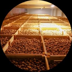 Bulk and Box Cold Storage Solutions