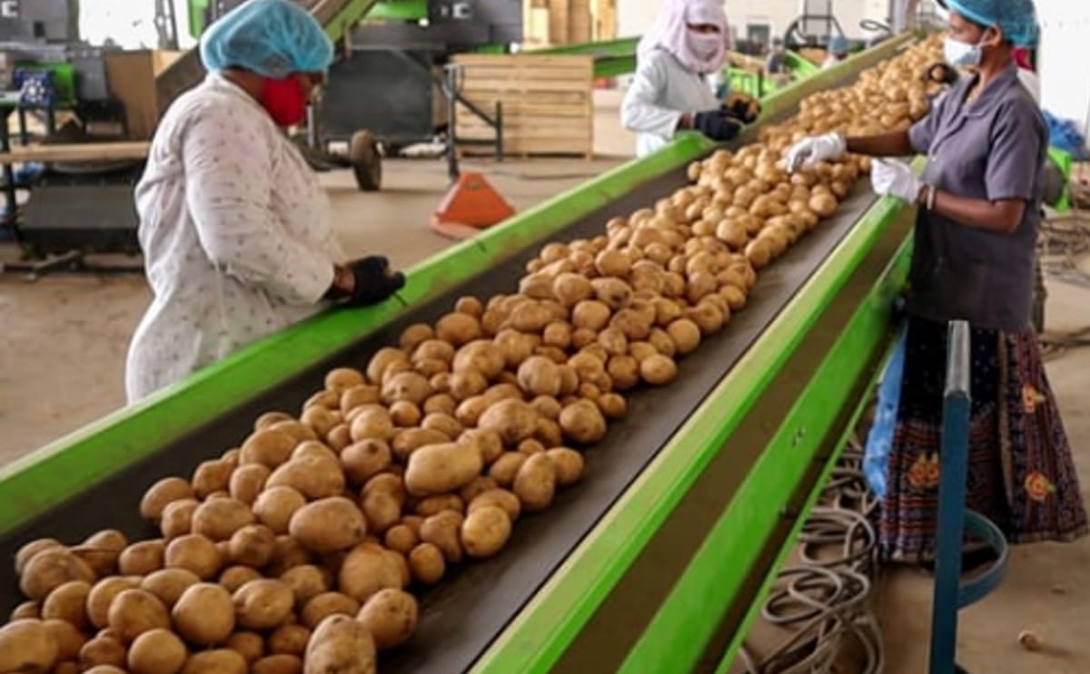 Natural Storage Solutions Pvt. Ltd (NSSPL) - Potato Conveyors