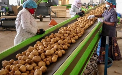Natural Storage Solutions Pvt. Ltd (NSSPL) - Potato Conveyors Natural Storage Solutions Pvt. Ltd (NSSPL) - Potato Conveyors