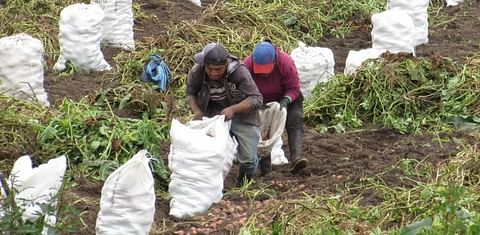 Nueva plaga afecta los cultivos de papa en la provincia Ecuatoriana del Carchi