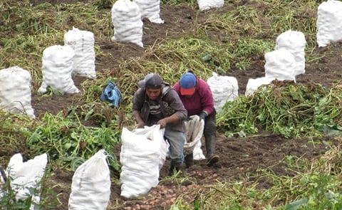 Nueva plaga afecta los cultivos de papa en la provincia Ecuatoriana del Carchi
Nueva plaga afecta los cultivos de papa en la provincia Ecuatoriana del Carchi