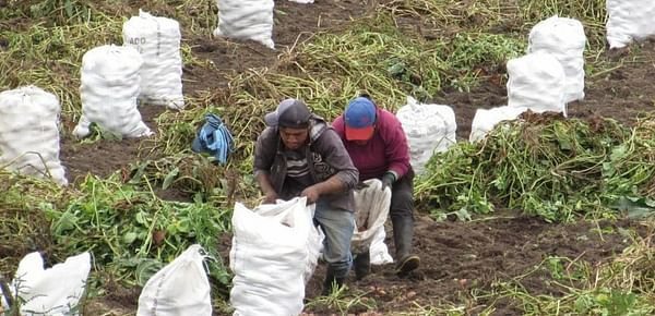 Nueva plaga afecta los cultivos de papa en la provincia Ecuatoriana del Carchi