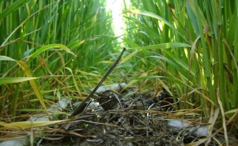 Un nuevo estabilizador de nitrógeno está disponible en Argentina. Un nuevo estabilizador de nitrógeno está disponible en Argentina.