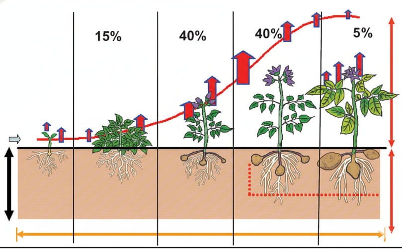 Percentage (%) of nutrient uptake at different growth stages of potato plant. (Cultivar: Kexin No.1; Site: Wuchuan)