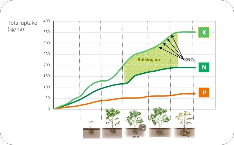 Uptake of macronutrient uptake by a potato crop