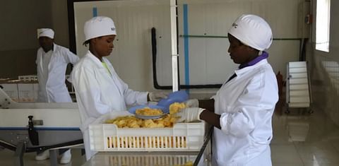 Government Rwanda plans privatisation of Nyabihu Potato Processing Plant