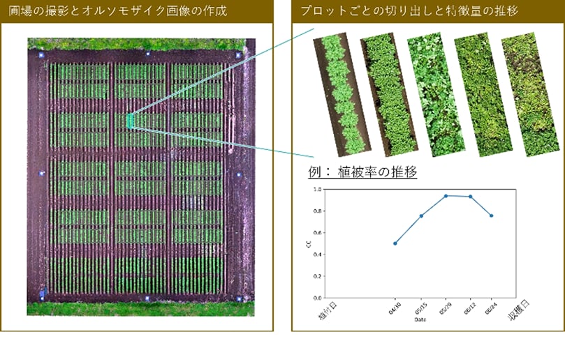 observación de campos de papa mediante imágenes de drones. Utilizando imágenes RGB y multiespectrales obtenidas por drones, se obtuvieron a escala de campo indicadores de crecimiento como la tasa de vegetación, la altura del dosel y el índice de vegetación. observación de campos de papa mediante imágenes de drones. Utilizando imágenes RGB y multiespectrales obtenidas por drones, se obtuvieron a escala de campo indicadores de crecimiento como la tasa de vegetación, la altura del dosel y el índice de vegetación.