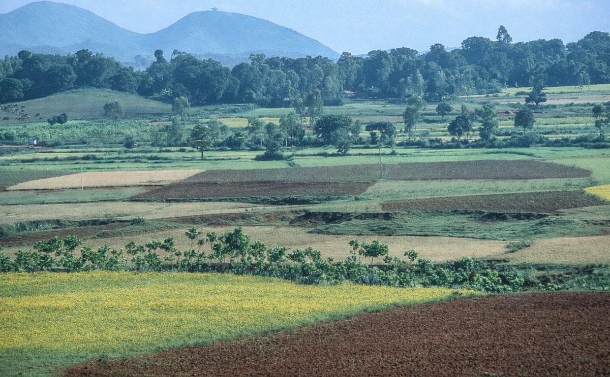 Impression of agriculture in the Koraput district in Odisha, India