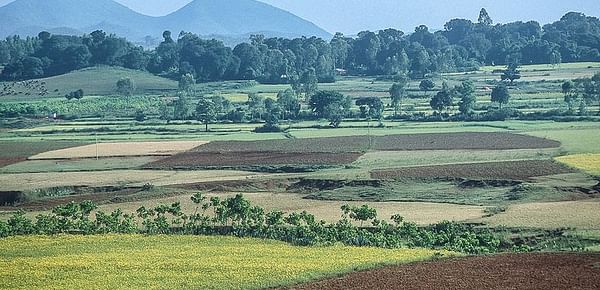 Shortage of Seed Hits Potato Farmers in Koraput, Odisha