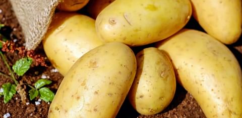 Odisha government seeks renewal of agreement with International Potato Centre
